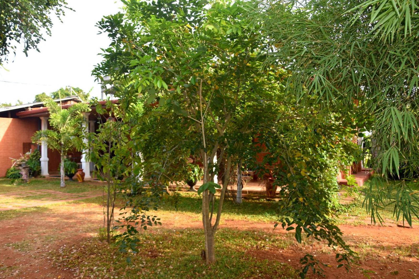 אנוראדפורה Meegahapokuna Resort מראה חיצוני תמונה